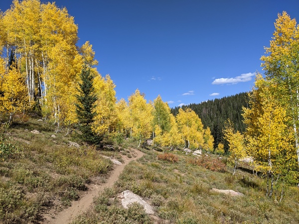 Flash of Gold taken just before upper Spring Creek on 17 September 2021