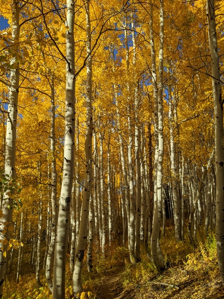 Spectacular fall color from 27 September 2024