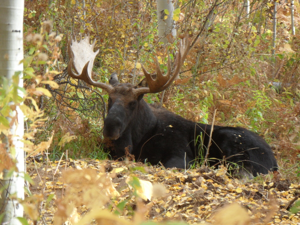 Big Moose from 4 Oct 2015 on Pioneer Ridge