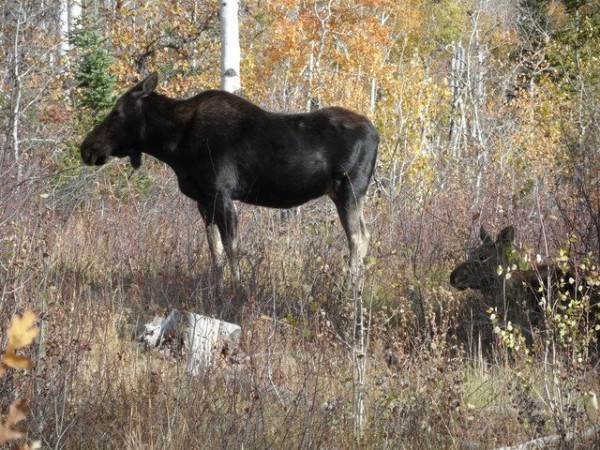 moose_lower_tenderfoot_9Oct2016