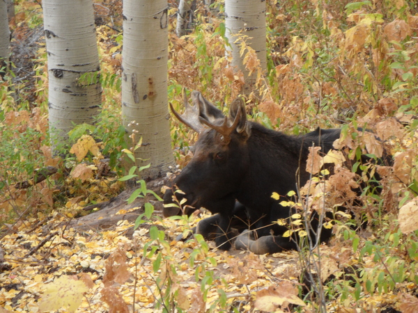 Small Moose on 4 Oct 2015 taken on Pioneer Ridge