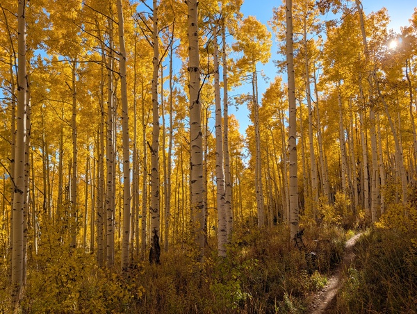 Gorgeous fall color on upper Flash of Gold taken on Saturday afternoon, October 3rd, 2026