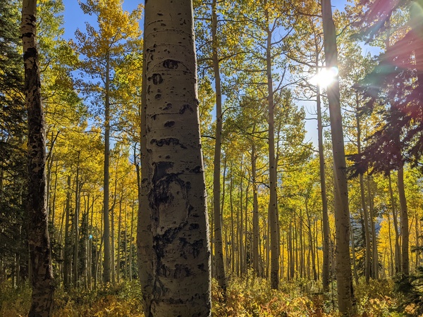 Click to sign up for free weather forecasts for Steamboat Springs!