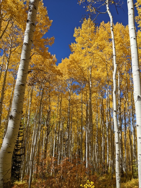 Click to sign up for free weather forecasts for Steamboat Springs!