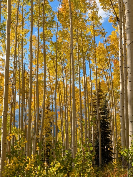 Click to sign up for free weather forecasts for Steamboat Springs!