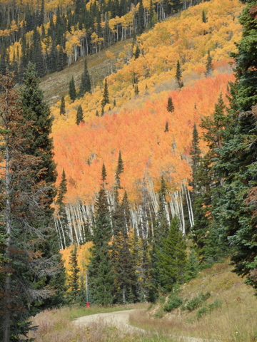 twilight trees from duster near rendezvous saddel 27 sep 2014