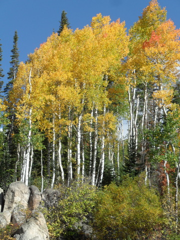 sun-splashed aspen from pony on 26 sep 2014