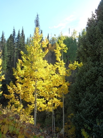 sun-splashed aspen from pony on 25 sep 2014